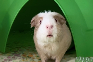 Peanut, Guinea Pig, Tan and White, Female, 2 years old