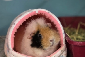 Sriracha, Guinea Pig, Tri Color, Female, 3.5 years old 