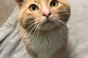 Biscotti, Domestic Short Hair, Buff w/ White, Neutered Male, Approx. 5 years old 