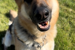 Carl, German Shepherd, Tan and Black, Neutered Male, Approx, 6 years old
