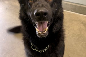 Otto, German Shepherd, Black, Neutered Male, Approx. 4 years old