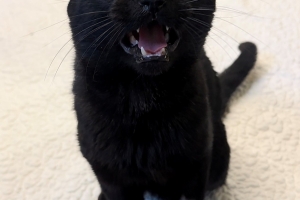 Rump Roast, Domestic Short Hair, Black, Neutered Male, Approx. 3 years old