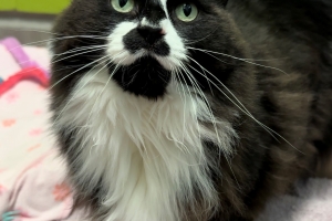 Zelda, Domestic Long Hair, Black and White, Spayed Female, 7.5 years old