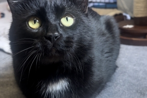 Winston, Domestic Short Hair, Black w/ White Chest, Neutered Male, Approx. 2-3 years old