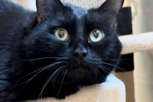 Freya, Domestic Short Hair, Black, Spayed Female, Approx. 7 years