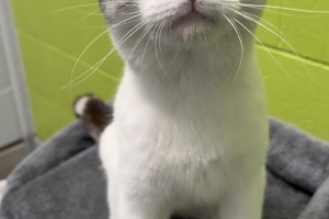 Chuck Norris, Domestic Short Hair, White w/ Grey Tabby, Neutered Male, Approx. 4 years old