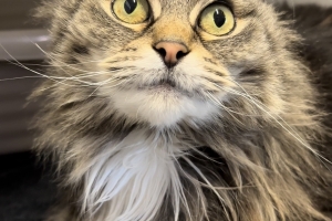 Salty, Domestic Long Hair, Brown Tabby, Spayed Female, Approx. 4 years