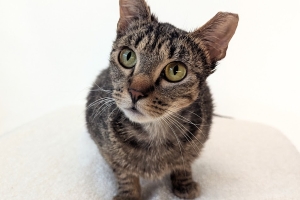 Abby, Domestic Short Hair, Brown Tabby, Spayed Female, Approx. 2.5 years old