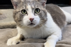 Louis, Domestic Short Hair, Grey Tabby w/ White, Neutered Male, Approx. 5 years old