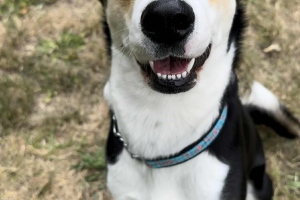 Momo, Husky Mix, Tri-Color, Spayed Female, 1.5 years old