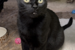 Julia, Domestic Short Hair, Black, Spayed Female, Approx. 7 years old