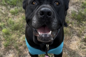 Lilith, Cane Corso, Black, Spayed Female, 5 years old