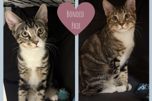Barnaby and Bart, Domestic Short Hairs, Brown Tabby w/ White, Neutered Males, Approx. 6 months old