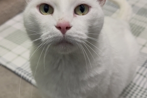Carly, Domestic Short Hair, White, Spayed Female, 11 years old