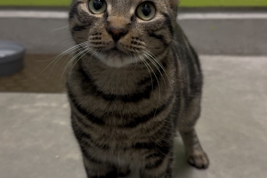 Chucky, Domestic Short Hair, Marbled Brown Tabby, Neutered Male, Approx. 2 years old