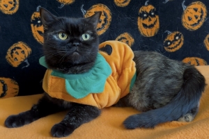 Elvira, British Shorthair Mix, Tortieshell, Spayed Female, Approx. 3 years old