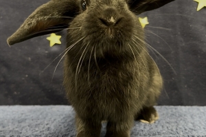 Luke Skyhopper, Lop Eared Rabbit Mix, Black, Neutered Male, Approx. 6 months old