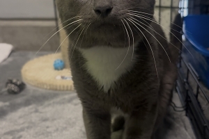 Spike, Domestic Short Hair, Grey and White, Neutered Male, Approx. 3 years old