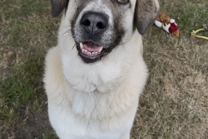 Cleo, Anatolian Shepherd, Cream and Brown, Spayed Female, Approx. 5 years old