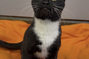 Jack Skellington, Domestic Short Hair, Tuxedo, Neutered Male, Approx. 2 years old