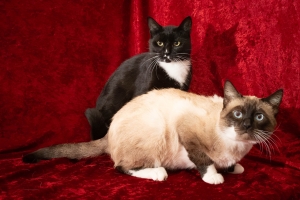 Captain Kirk & Jamieson, Siamese Mix & Domestic Short Hair, Seal Point & Tuxedo, Neutered Males, Approx. 2-3 years old