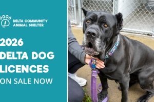 Animal Shelter dog with 2026 licence