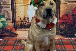 Bear, Shepherd Mix, Tan, Neutered Male, Approx. 3 years old