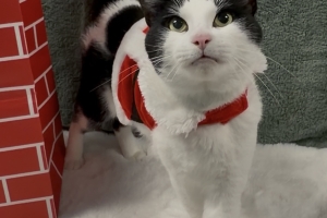 Dewey, Domestic Short Hair, White and Black, Neutered Male, Approx. 6 years old