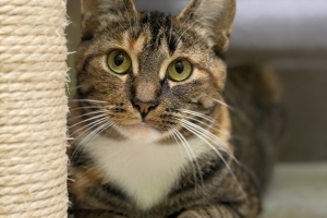 Mary, Domestic Short Hair, Torbie w/ White, Spayed Female, Approx. 1-2 years old