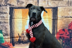 Pierre, Pitbull Mix, Brown, Neutered Male, Approx. 8 years old