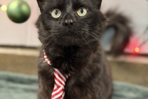 Pip, Domestic Medium Hair, Black, Neutered Male, Approx. 2 years old