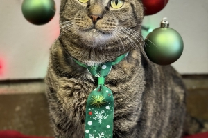 Toast, Domestic Short Hair, Brown Tabby, Neutered Male, Approx. 5-6 years old