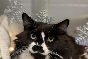 Zelda, Domestic Long Hair, Black and White, Spayed Female, 8 years old