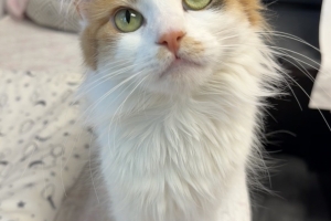 Delphine, Domestic Medium Hair, Calico, Spayed Female, Approx. 2 years old