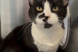 Holly, Domestic Short Hair, Tuxedo, Spayed Female, Approx. 3 years old