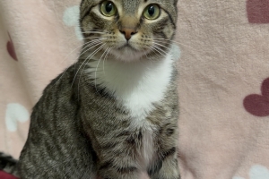 Lady, Domestic Short Hair, Brown Tabby w/ White, Spayed Female, Approx. 1.5 years old