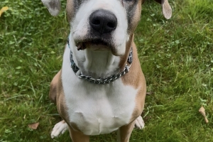 River, Mastiff Mix, Brown and White, Spayed Female, Approx. 8 years old