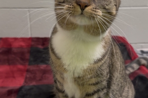 Rue, Domestic Short Hair, Brown Tabby w/ White, Spayed Female, 1.5 years old