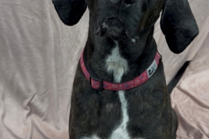 Annabelle, Plott Hound, Brindle w/ White, Spayed Female, Approx. 4-5 years old
