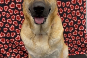 Laila, Shepherd Mix, Tan, Spayed Female, Approx. 2 years old