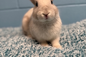 Feta, New Zealand Mix, White/Grey, Neutered Male, Approx. 5 months old