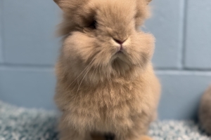 Gouda, Lionhead Mix, Tan, Neutered Male, Approx. 5 months