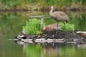 Image of heron on the waterfront