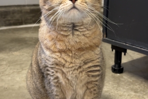 Piper, British Shorthair, Light Brown Tabby, Spayed Female, Approx. 8 years old