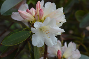 A spring flower blooms just in time for Easter!