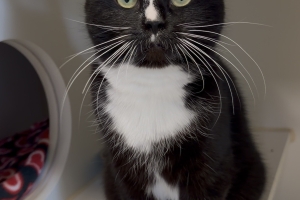 Smitten, Domestic Short Hair, Tuxedo, Spayed Female, Approx. 10 months old