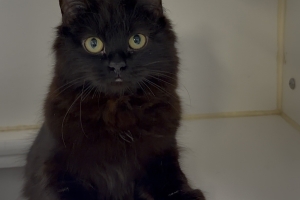 Tigress, Domestic Long Hair, Black, Spayed Female, Approx. 10 months old