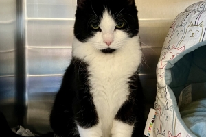 Zeng, Domestic Short Hair, Tuxedo, Neutered Male, Approx. 10 months old 