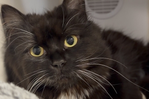 Mei Mei, Domestic Long Hair, Tuxedo, Spayed Female, Approx. 1 year old