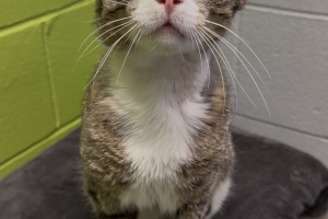 Brock, Domestic Short Hair, Brown Tabby w/ White, Neutered Male, Approx. 3 years old